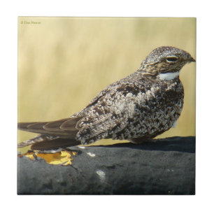 B29 Gemeinsames Nachtwache Fliese