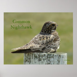 B2 Commom Nighthawk Poster