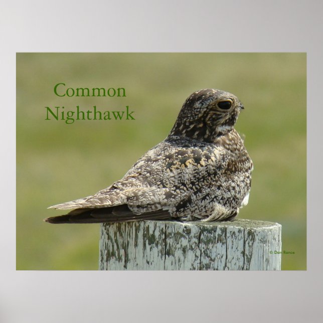 B2 Commom Nighthawk Poster (Vorne)