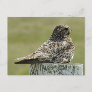 B2 Falkennachtschwalbe Postkarte