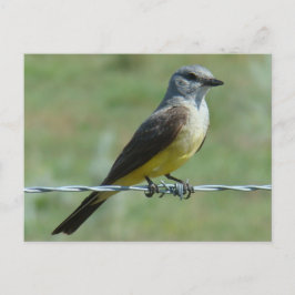B31 Western Kingbird Postkarte