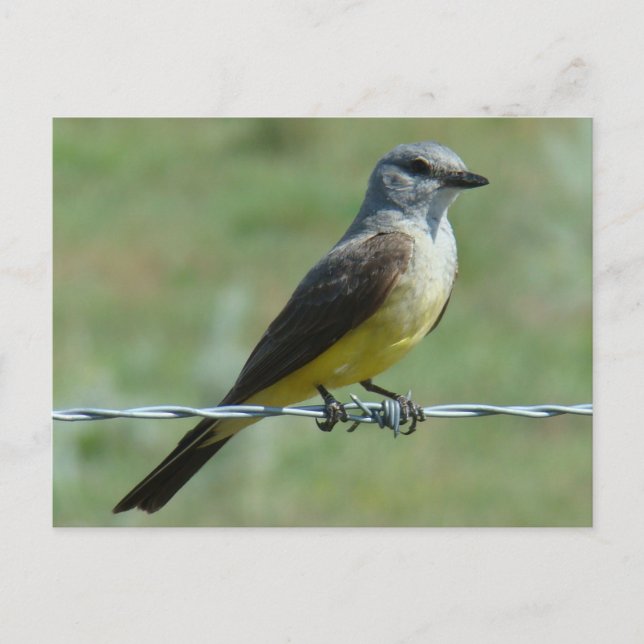 B31 Western Kingbird Postkarte (Vorderseite)