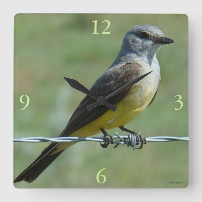 B31 Western Kingbird Quadratische Wanduhr (Vorderseite)