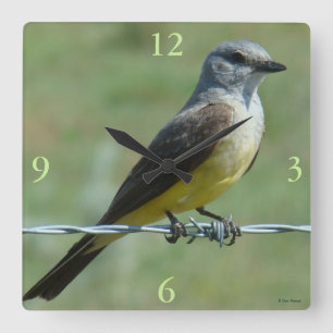 B31 Westlicher Königstyrann Quadratische Wanduhr