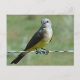 B32 Western Kingbird Postkarte
