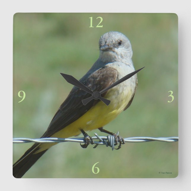 B32 Western Kingbird Quadratische Wanduhr (Vorderseite)