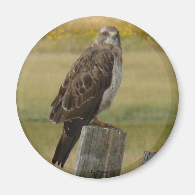 B33 Swainson's Hawk Magnet (Vorne)