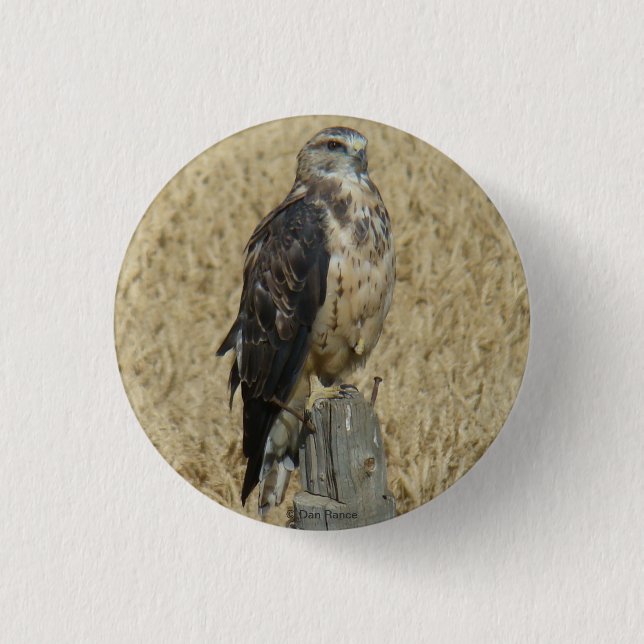 B35 Ferruginous Hawk im Weizenfeld Button (Vorderseite)