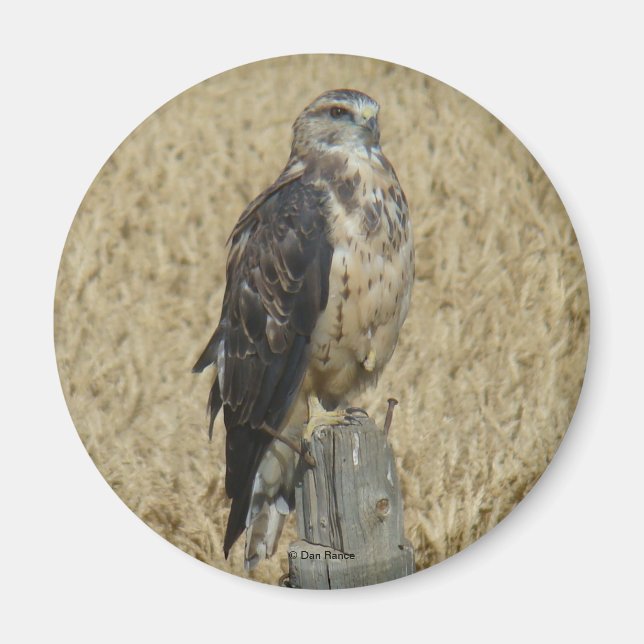 B35 Ferruginous Hawk im Weizenfeld Magnet (Vorne)
