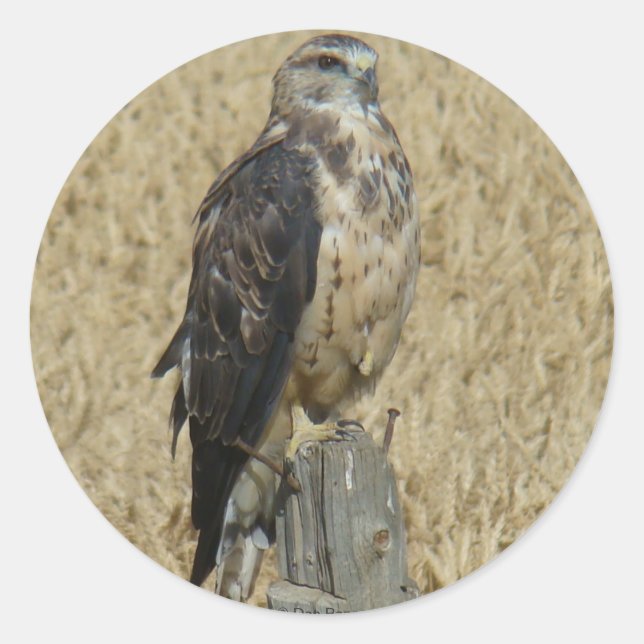 B35 Ferruginous Hawk im Weizenfeld Runder Aufkleber (Vorderseite)