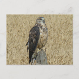 B35 Ferruginous Hawk Postkarte