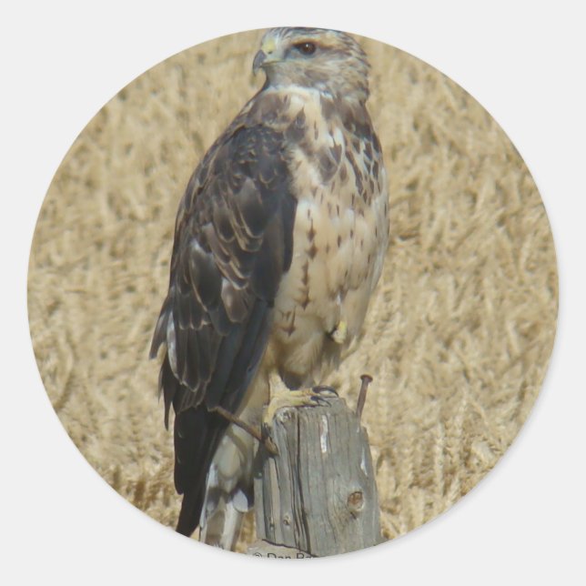 B36 Ferruginous Hawk im Weizenfeld Runder Aufkleber (Vorderseite)