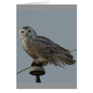 B38 Harfang des neiges
