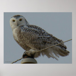 B38 Schneeauwl Poster