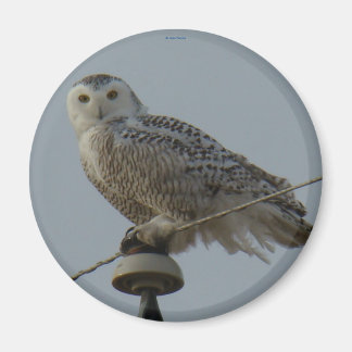 B38 Schneeeule Magnet