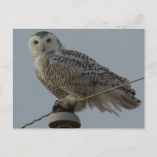 B38 Schneeeule Postkarte