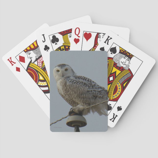 B38 Schneeeule Spielkarten (Rückseite)