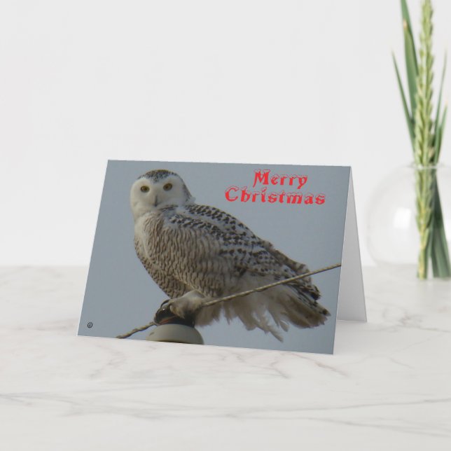 B38 Schneeeulen-Weihnachtskarte Dankeskarte (Vorderseite)