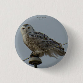 B38 Snowy Eule Button
