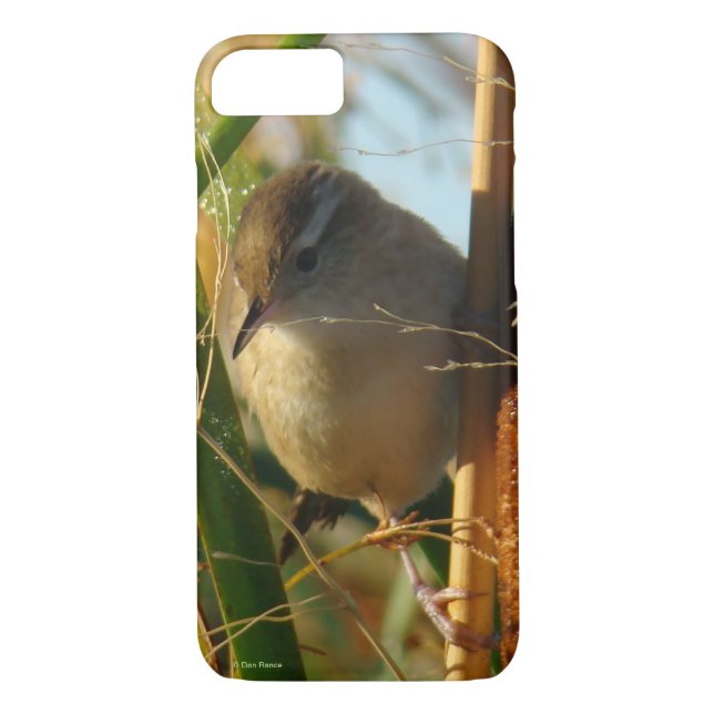 B3 Marsh Wren in Cattails Case-Mate iPhone Hülle (Rückseite)