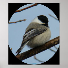 B43 Schwarze Chickade Poster