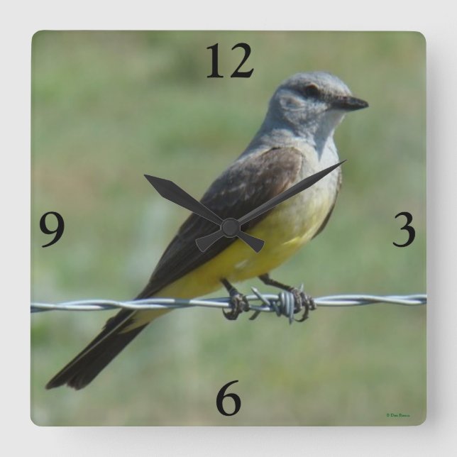 B44 Western Kingbird Quadratische Wanduhr (Vorderseite)