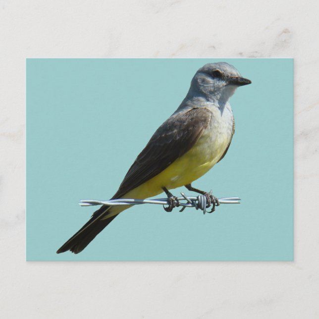 B45 Western Kingbird Postkarte (Vorderseite)
