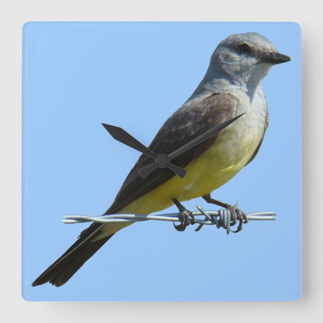 B45 Western Kingbird Quadratische Wanduhr (Vorderseite)