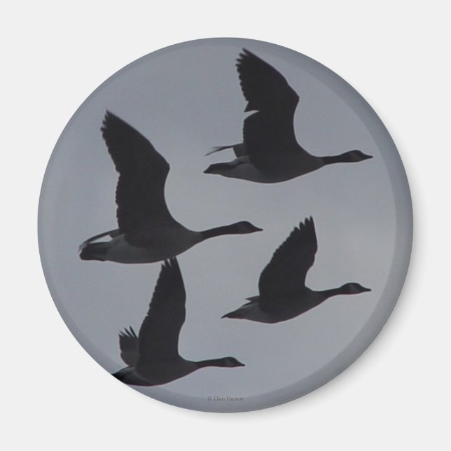 B46 Canadian Geese in Flight Magnet (Vorne)