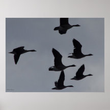 B46 Canadian Geese in Flight