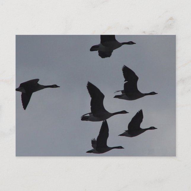 B46 Kanadischer Gänse im Flug Postkarte (Vorderseite)