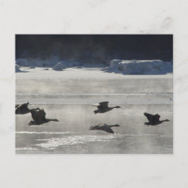 B47 Kanadische Gänse über Frozen Postkarte