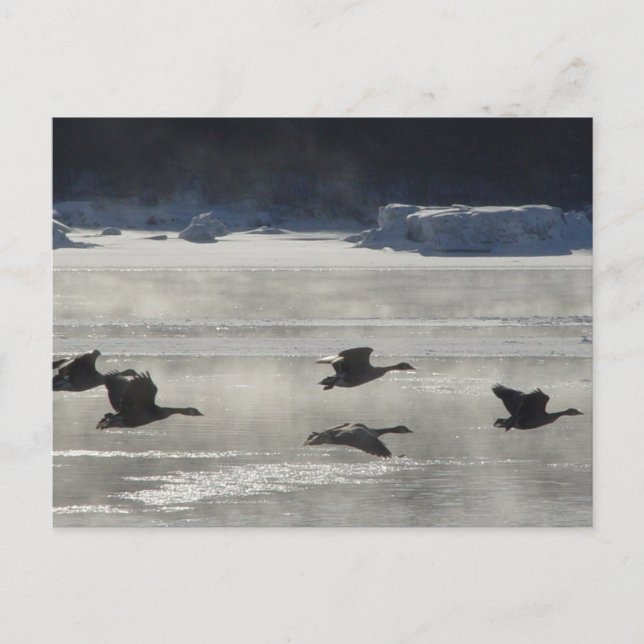 B47 Kanadische Gänse über Frozen Postkarte (Vorderseite)