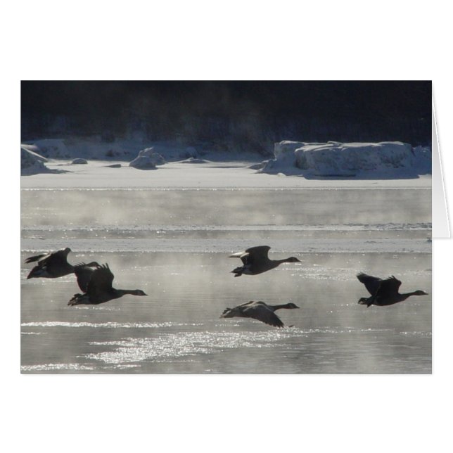 B47 Oies canadiennes au-dessus de la rivière gelée (Devant horizontal)