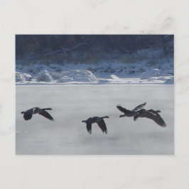B48 Kanadische Gänse über Frozen Postkarte