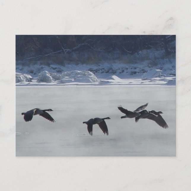 B48 Kanadische Gänse über Frozen Postkarte (Vorderseite)