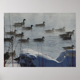 B49 Kanadische Gänse auf dem Frozen Poster