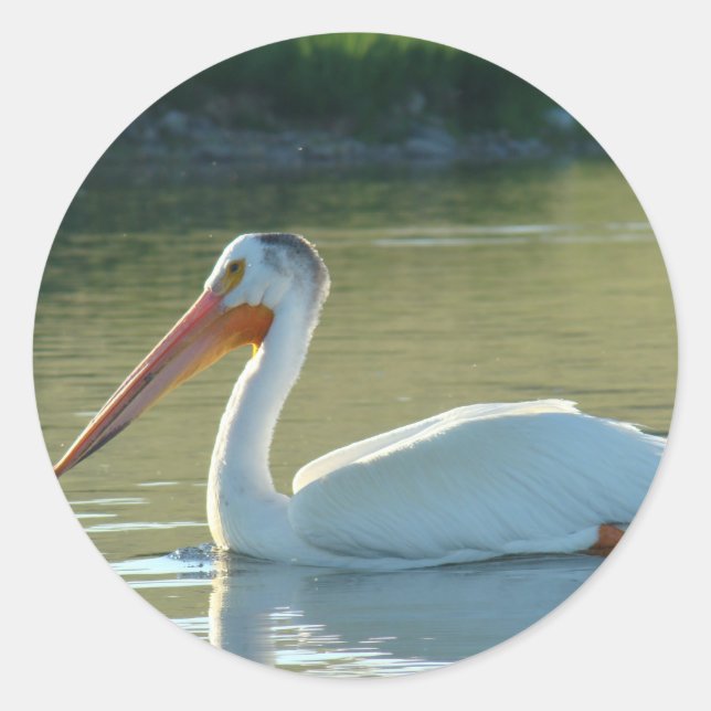 B4 White Pelican Runder Aufkleber (Vorderseite)