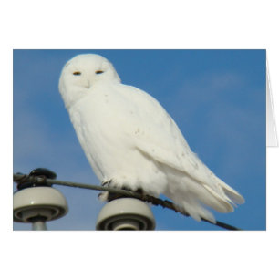 B50 Harfang des neiges