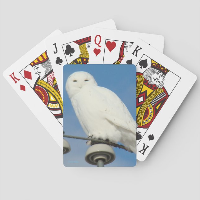 B50 Schneeeule Spielkarten (Rückseite)
