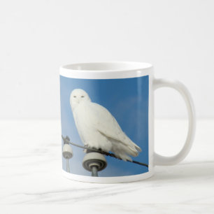 B50 Snowy Eule Kaffeetasse