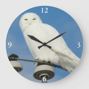 B50 Snowy Owl Große Wanduhr