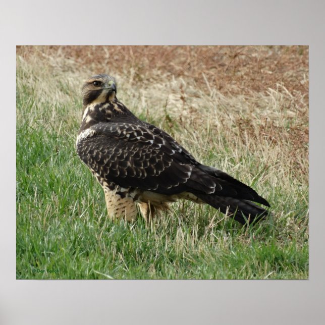 B52 Swainson's Hawk Poster (Vorne)