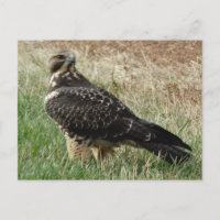 B52 Swainson's Hawk