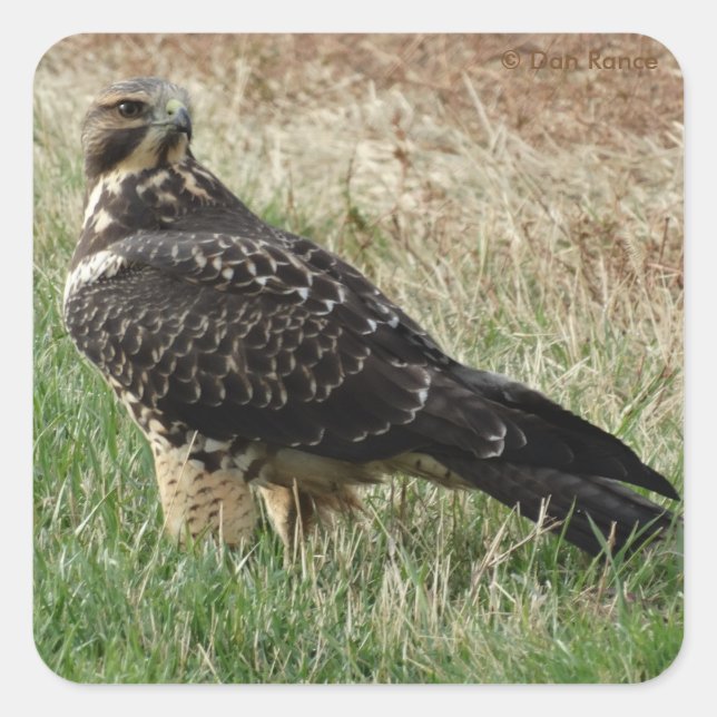 B52 Swainson's Hawk Quadratischer Aufkleber (Vorderseite)