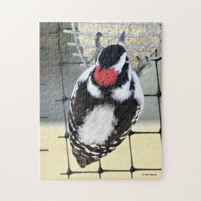 B53 Downy Woodpecker (Vertikal)