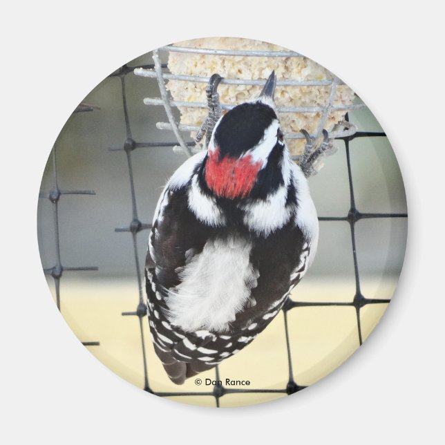 B53 Downy Woodpecker Magnet (Vorne)