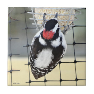 B53 Woodpecker Fliese