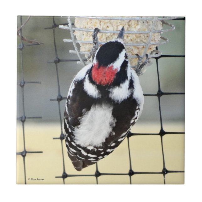 B53 Woodpecker Fliese (Vorderseite)