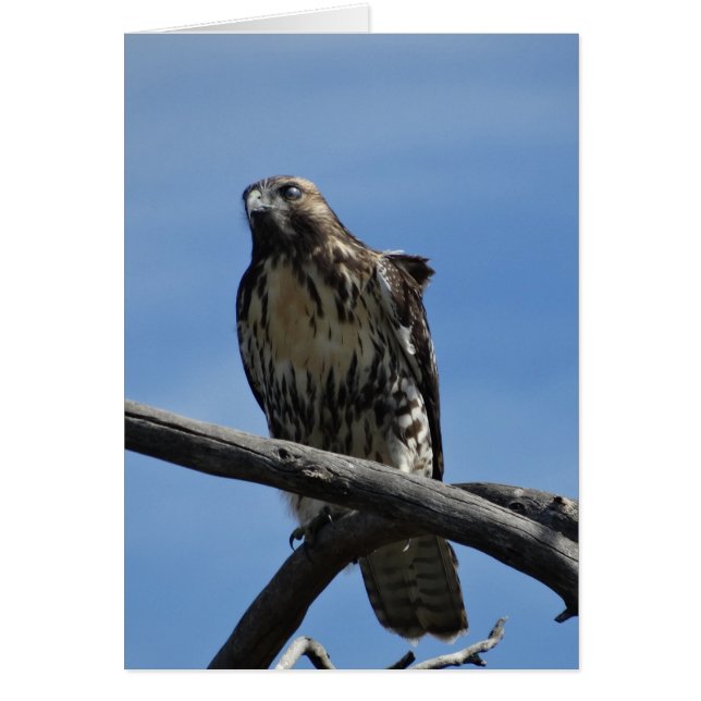B54 Swainson's Hawk (Vorne)